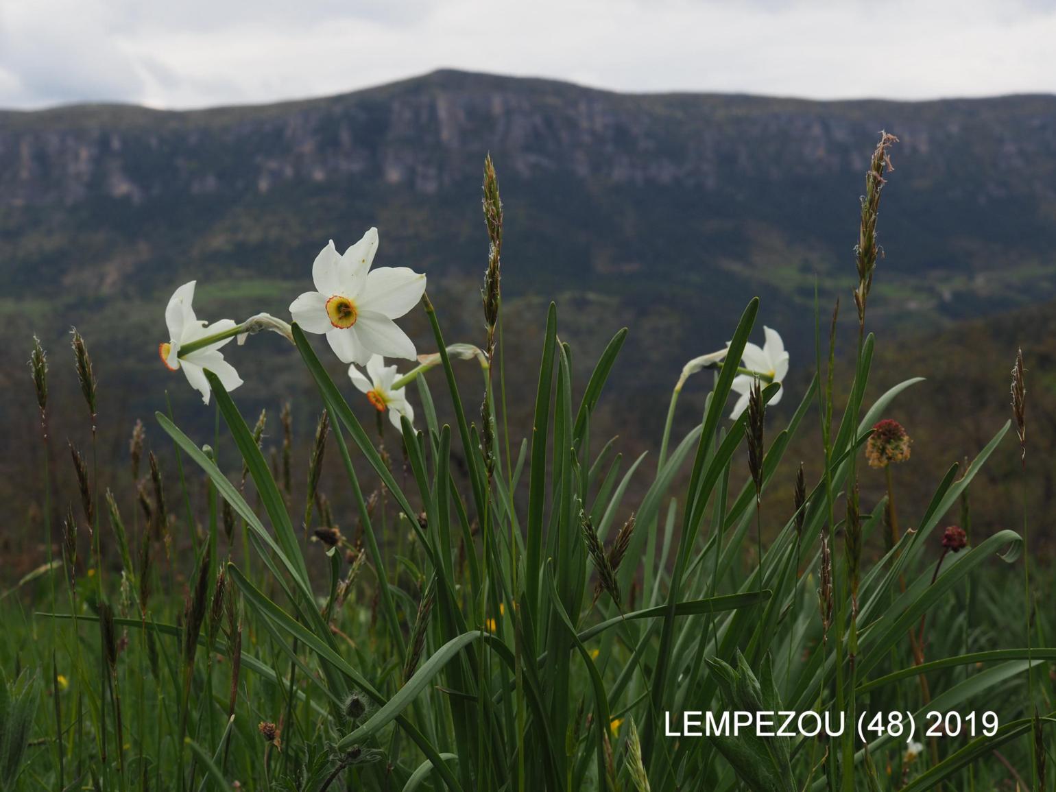 Narcissus, Pheasant's eye